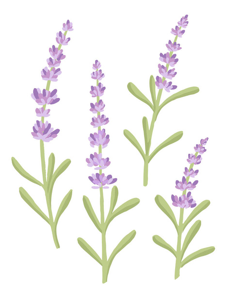 Set of lavender flowers summer herbal natural bouquet flat vector illustration isolated on white background. - Vettoriali, immagini