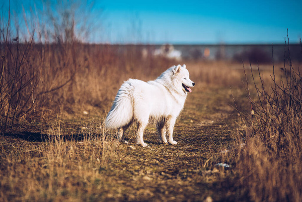Valkoinen pörröinen Samoyed koira pentu kävelee ulkona
 - Valokuva, kuva