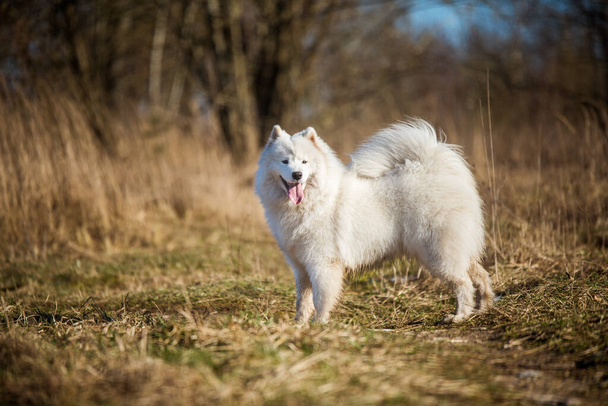 Blanco esponjoso cachorro de perro Samoyed está caminando fuera
 - Foto, imagen