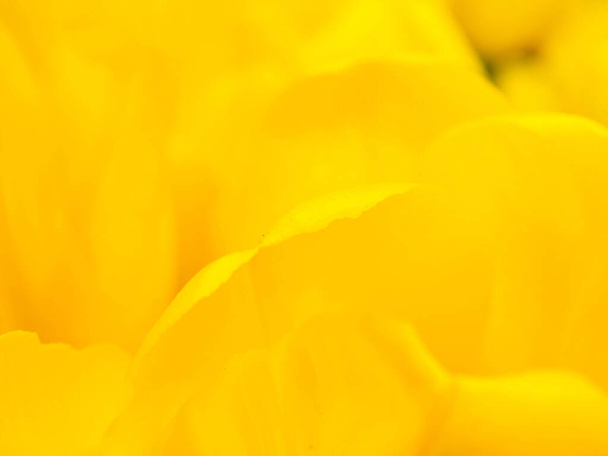 Krásná květina na měkké jiskřičky v měkkém ostření s filtrem barvy použít pro pozadí. - Fotografie, Obrázek
