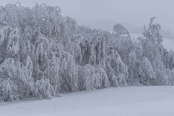 Paisaje invernal en niebla con nieve y ramas cubiertas de heladas y nieve congelada
. - Foto, Imagen