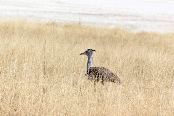 В Намибии обнаружена бустард-птица кори
 - Фото, изображение