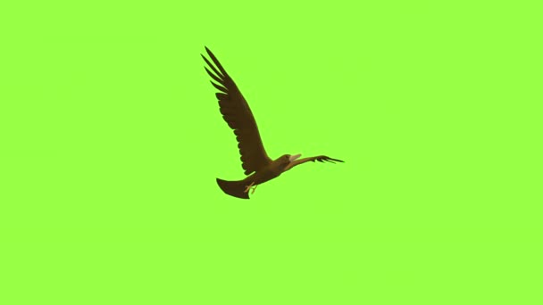 3D animatie van vogel vliegt op de sky loop cyclus animatie met groene achtergrond voor alfa sleutel licht met 3D rendering. - Video