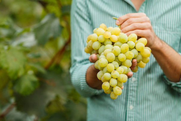 Senior Farmers Hands with Freshly Harvested white grapes. Farmer Hands Picking Grape. - Foto, imagen