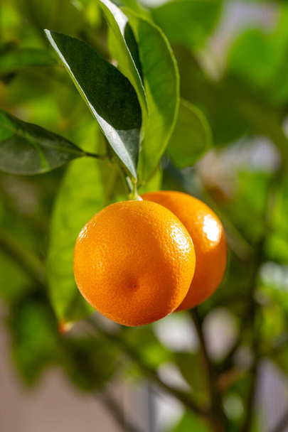 Fruta fresca de calamondina en el árbol soleado
 - Foto, Imagen