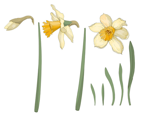 Narcissus. Close-up. Spring flowers. - Vector, Imagen