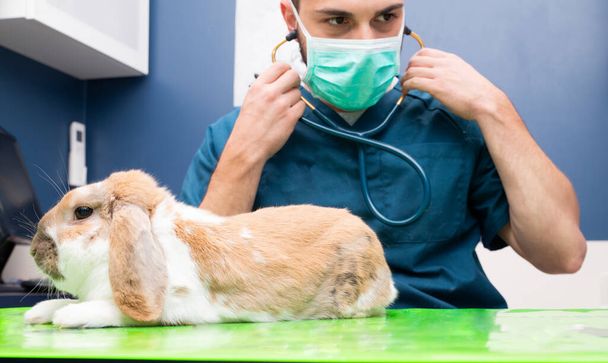 vet and bunny examination of a animal at a vet clinic - Photo, Image