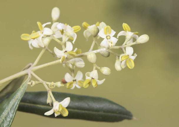 Olea europaea μικροσκοπικά λευκά λουλούδια με ανοιχτόχρωμους κίτρινους στήμονες και μερικά μπουμπούκια ακόμα κλειστά φως με φλας - Φωτογραφία, εικόνα