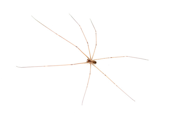 kahverengi münzevi örümcek - Fotoğraf, Görsel