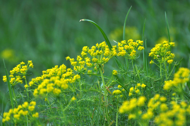 In the spring of wild herbs, Euphorbia cyparissias blooms - Photo, Image
