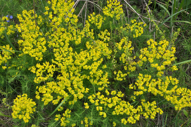 Im Frühling der Wildkräuter blüht Euphorbia cyparissias - Foto, Bild