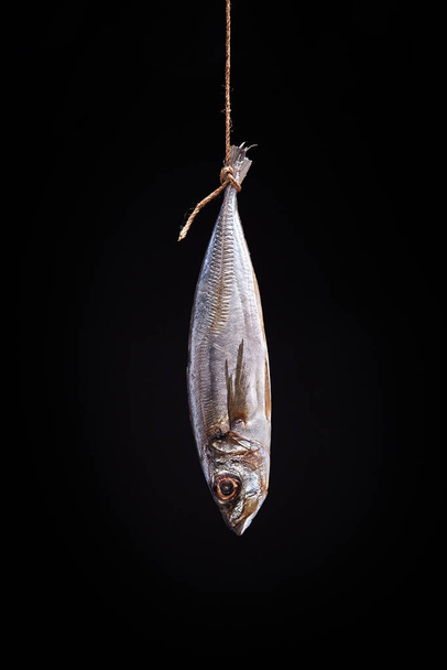 Salty horse mackerel suspended on ropes isolated on a black background. - Fotó, kép