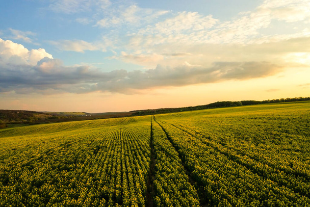 Vista aérea del campo agrícola verde brillante con plantas de colza en crecimiento al atardecer. - Foto, imagen
