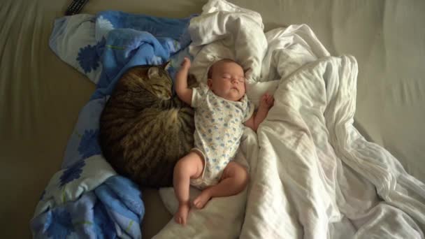 Baby slaapt op het bed op de dekens met een grote tabby grijze huiskat. Een huisdier beschermt de slaap van een pasgeboren meisje. Het concept van huiscomfort, comfort en familiewaarden. - Video