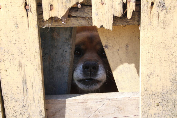 λυπητερά μάτια ενός σκύλου φρουρού και ένας ξύλινος φράχτης / φωτογραφία ενός μεγάλου σκύλου φρουρού.Έχουν ένα κατοικίδιο ζώο με λυπημένα μάτια.Το ζώο κοιτάζει μέσα από μια τρύπα στο ξύλινο φράχτη. - Φωτογραφία, εικόνα