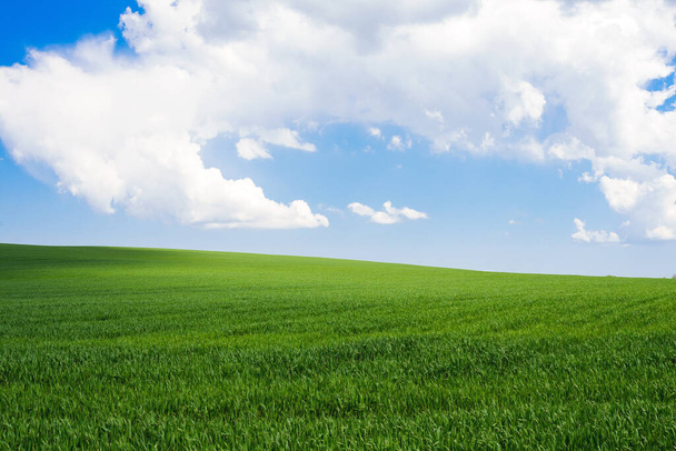 Genç buğdaylı yeşil bir tarlanın üzerindeki bulutlu mavi gökyüzü. Ukrayna 'ya Seyahat. - Fotoğraf, Görsel