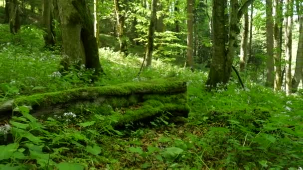 Egy szűz erdő a Plitvicei-tavak Nemzeti Parkban. Egy hatalmas fatörzs, tele mohával a bükkerdőben.. - Felvétel, videó