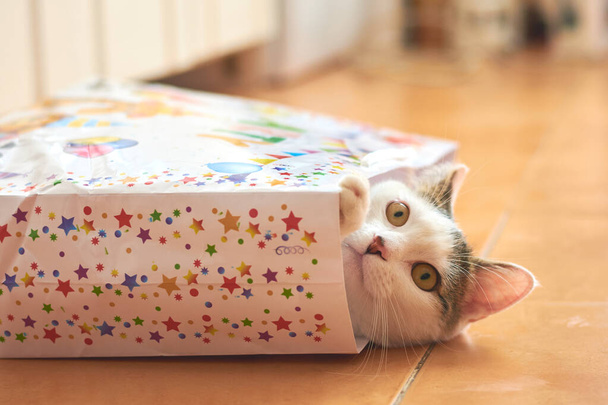 Gato escondido em um saco de presente
 - Foto, Imagem