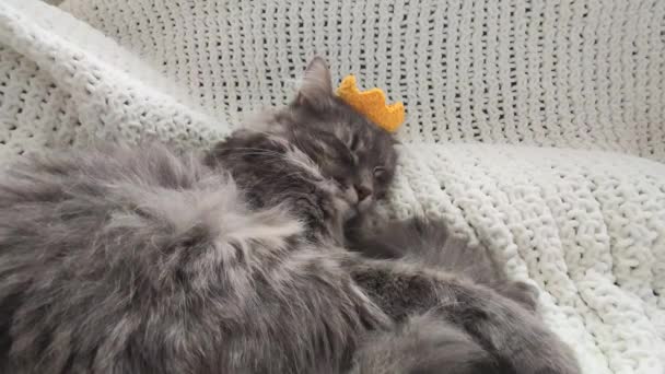 Gyönyörű felnőtt szürke macska alszik sárga kötött korona kézzel készült kockás közelről - Felvétel, videó