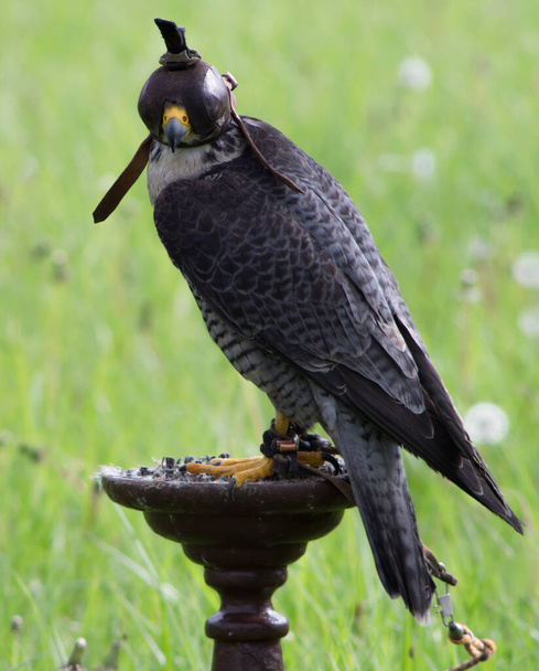 Portrét sokola s koženou kapucí. Falcon na stojanu, světle zelené pozadí. - Fotografie, Obrázek