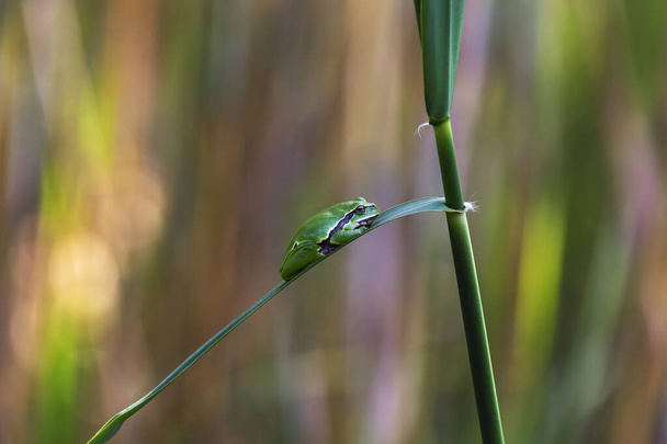 Hyla arborea - green tree frog sitting on a green reed leaf with a beautiful background. - Photo, Image