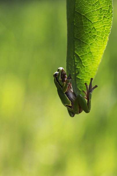 Hyla arborea - green tree frog sitting on a green leaf in backlight with a beautiful background. - Photo, Image