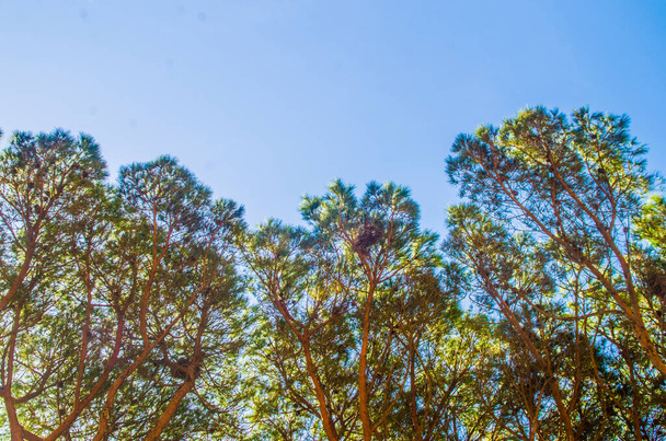 La luz del sol y los cielos azules brillantes filtran desde arriba los pinos en el caluroso verano
 - Foto, Imagen