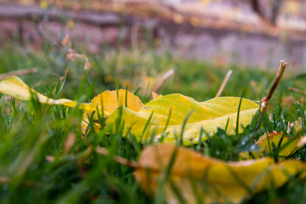 Background of colorful autumnal leaves in the grass.  - Foto, Imagen
