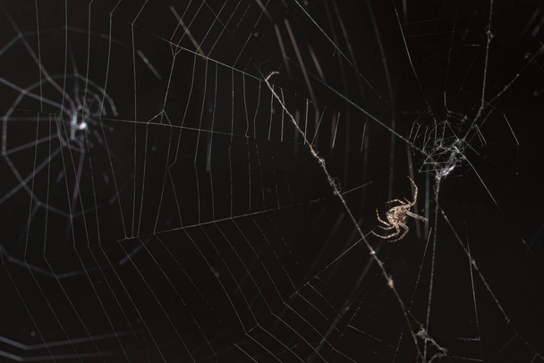 Kereszt Orb-Weaver Pók / Arachnid Web Éjszaka  - Fotó, kép
