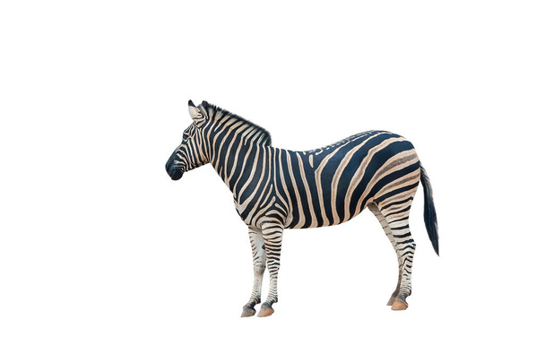 Beyaz arka planda izole edilmiş genç ve güzel bir zebra. Zebra yaklaş. Zebra tam uzunlukta. Hayvanat bahçesi hayvanları. - Fotoğraf, Görsel