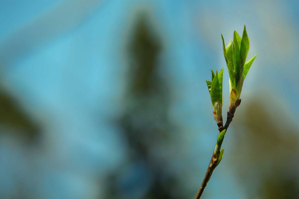 Young tree sprout. - Photo, Image