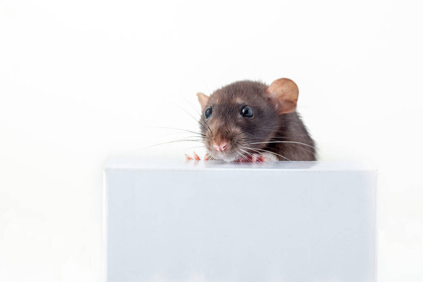 Czarno-biały szczur domowy stoi z przednimi łapami na pudełku i podgląda zza niego. izolowany na białym tle. - Zdjęcie, obraz