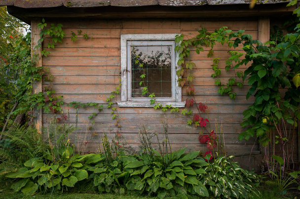 Старий дерев'яний сільський будинок. Маленький будиночок з зеленим листям
 - Фото, зображення