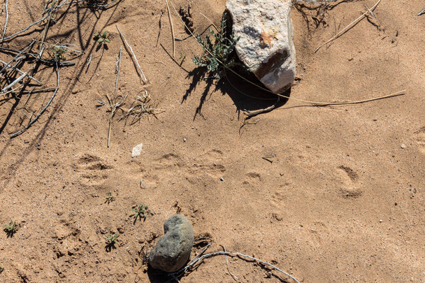 Huellas de conejo en arena, Desierto de Nuevo México Refugio Nacional de Vida Silvestre Sevilleta, aspecto horizontal
 - Foto, Imagen