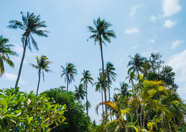 grove of coconut trees on a sunny day - Фото, зображення