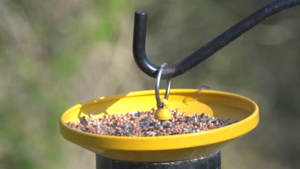 鳥の餌台の上に美しいタフマウスが種を食べる - 映像、動画