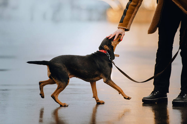 funny mixed breed dog walking outdoors on a leash - Φωτογραφία, εικόνα