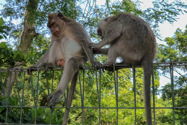Portrait de deux jeunes singes inattentifs assis à la clôture métallique. 2 singes Macaques assis sur une clôture métallique au bord d'une forêt
. - Photo, image