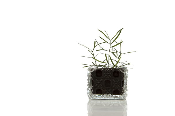 植物とクリスタル ガラス容器 - 写真・画像