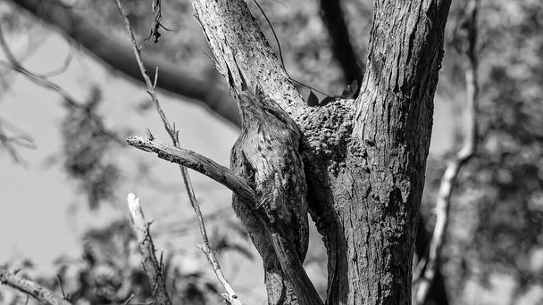 Μια μαυριδερή κουκουβάγια καμουφλαρισμένη ανάμεσα στα κλαδιά του δέντρου σε ένα δάσος - μονοτόνη - Φωτογραφία, εικόνα