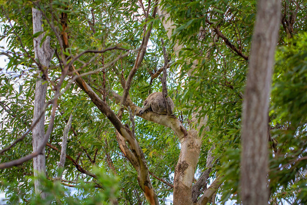 An Australian koala sitting on the branch of a tree in his native environment, the eucalyptus forest - Photo, Image