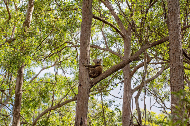 Egy ausztrál koala ül egy fa ágán őshonos környezetében, az eukaliptusz erdőben. - Fotó, kép