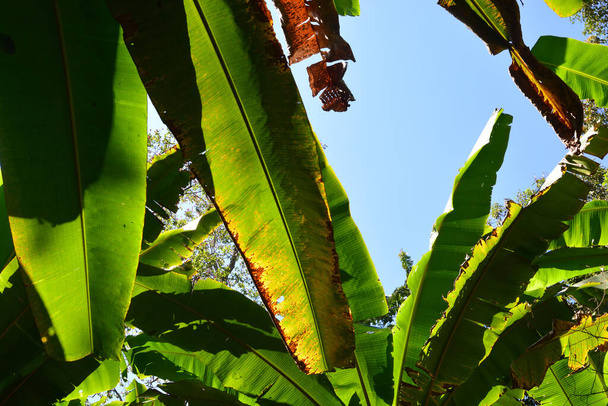 plant disease on a banana leaf - Photo, Image