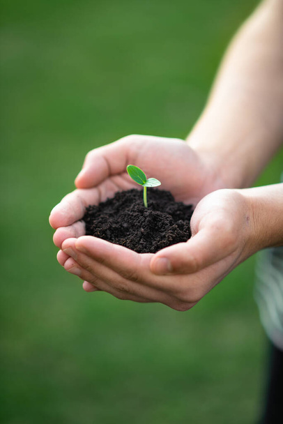 hands hold the soil with a sprout - Photo, image