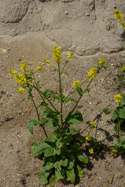 Шарк або дика гірчиця, гірчиця Сінапіс, одна рослина на піщаному ґрунті - Фото, зображення