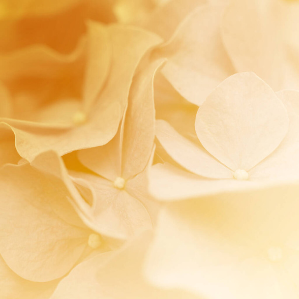 Όμορφο λουλούδι σε απαλή λάμψη στο μαλακό εστίαση με τα χρώματα φίλτρο χρήση για φόντο. - Φωτογραφία, εικόνα