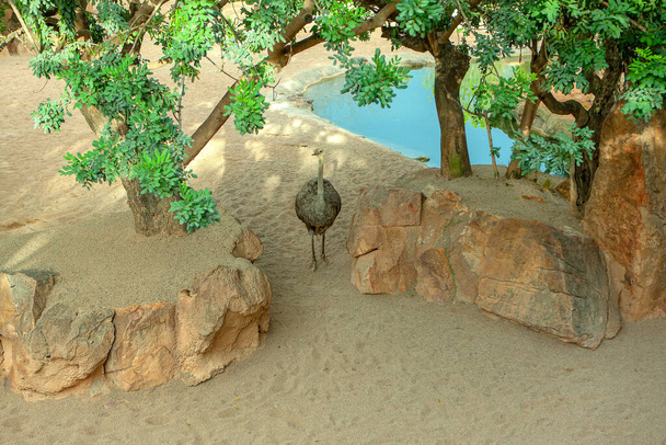 Doğal alandaki ortak devekuşu, dünyanın yaşayan en büyük kuş türü. - Fotoğraf, Görsel