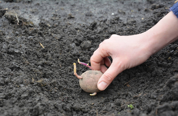 Como plantar las patatas en el huerto: pongan la patata germinada en el fondo de la zanja y luego la cubran por el suelo
. - Foto, Imagen