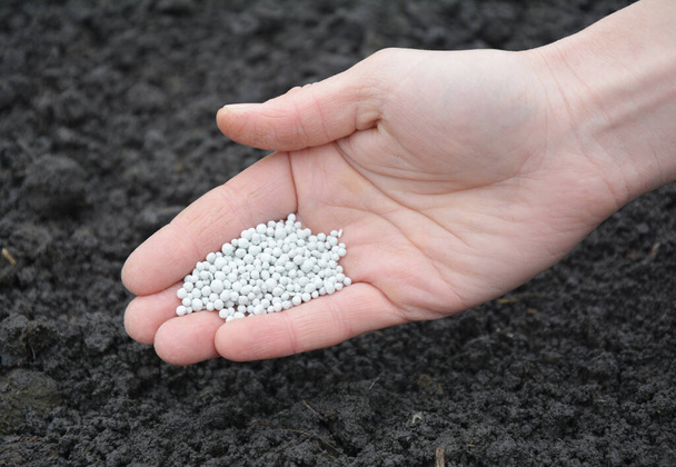 Bahçıvan baharda toprağa kimyasal mineral gübreleri ekliyor. Besin depolamak ve ürün verimini arttırmak için.. - Fotoğraf, Görsel