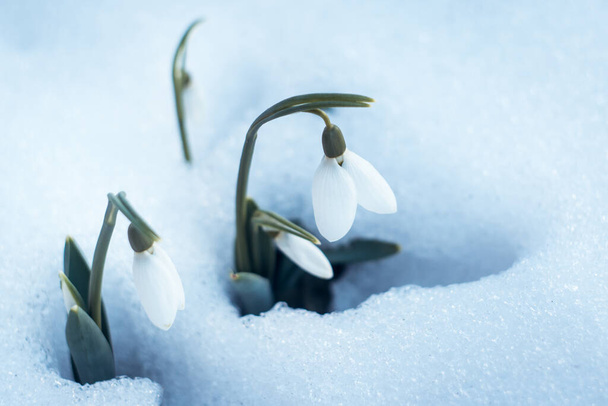 lumikelloja valkoisessa lumessa - Valokuva, kuva
